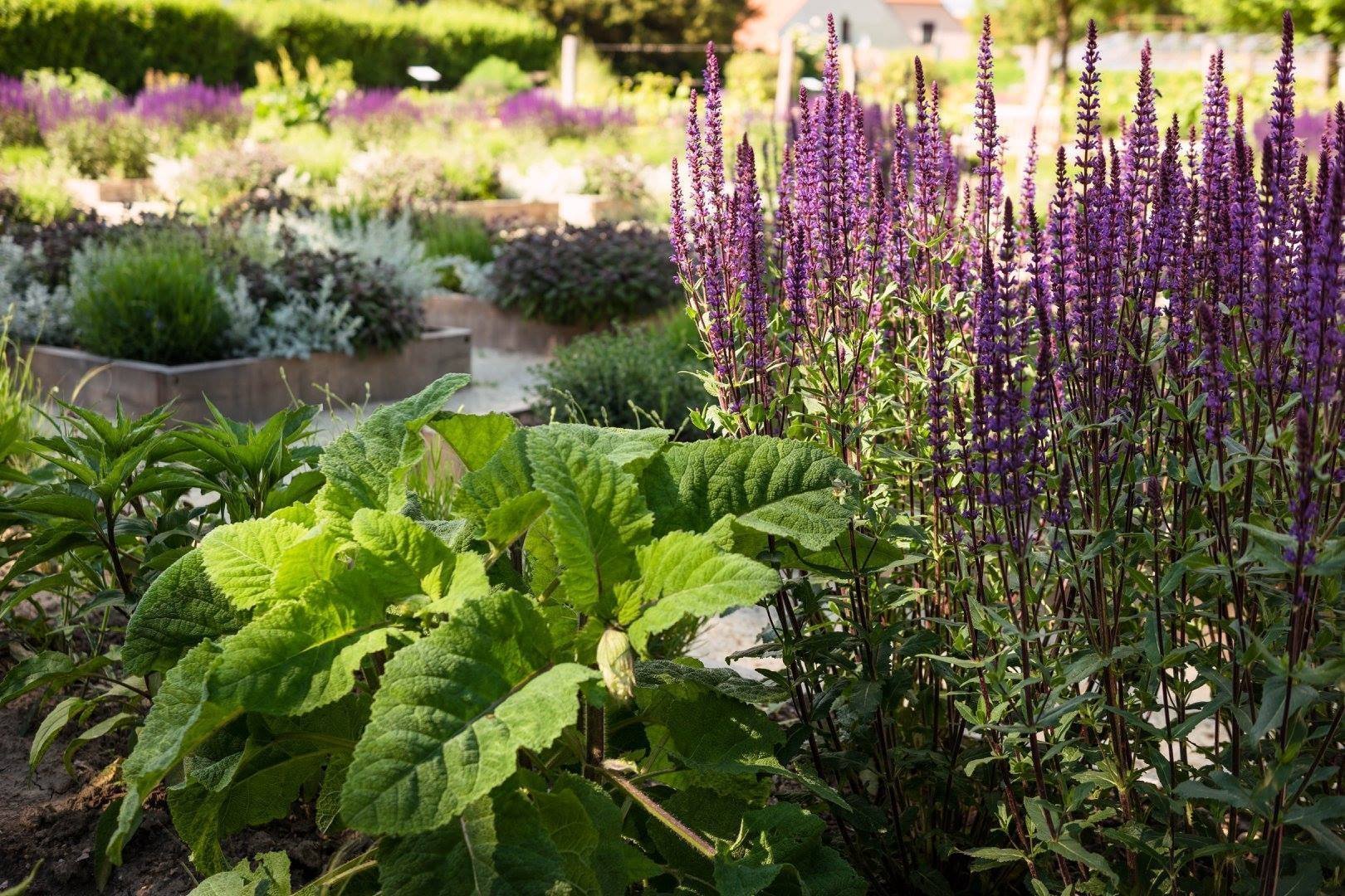 Jak na bylinkovou zahrádku? Klasicky, nebo od lesa?