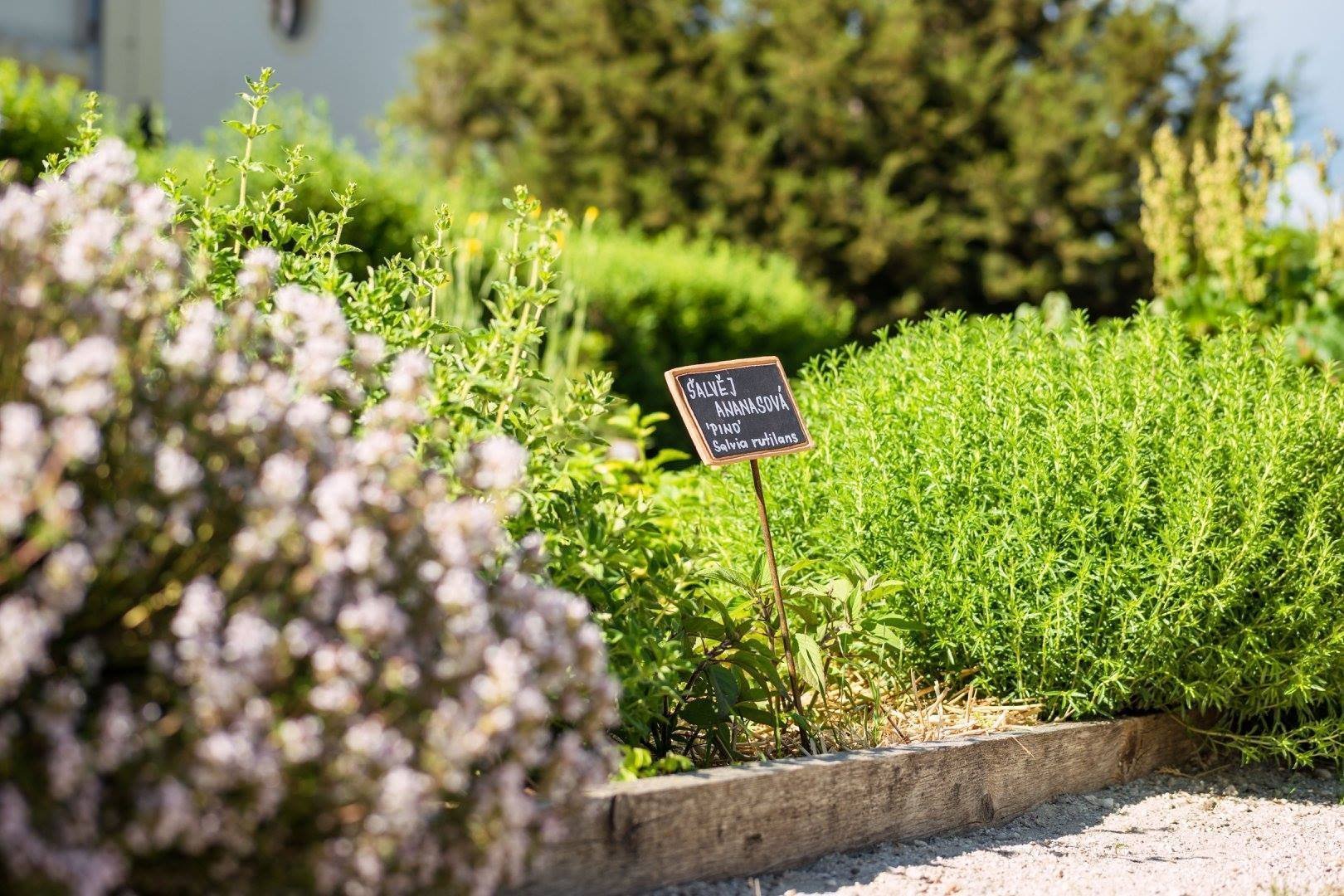 Jak na bylinkovou zahrádku? Klasicky, nebo od lesa?