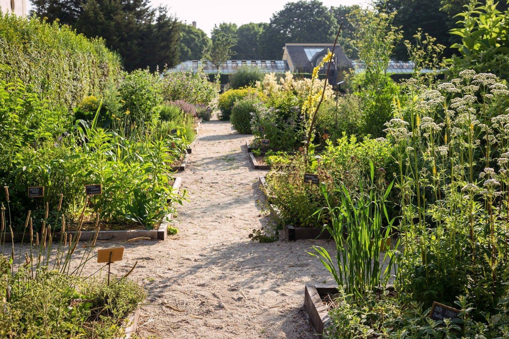 Jak na bylinkovou zahrádku? Klasicky, nebo od lesa?
