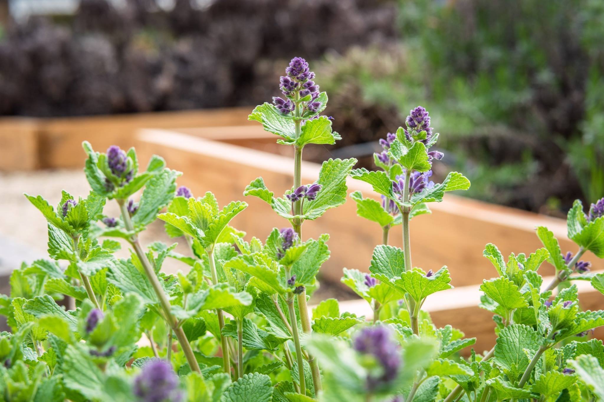 Jak na bylinkovou zahrádku? Klasicky, nebo od lesa?