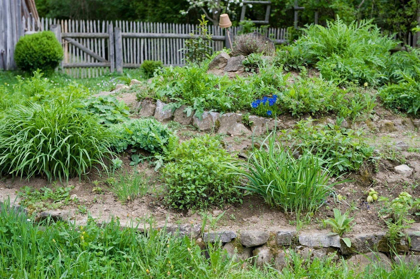 Jak na bylinkovou zahrádku? Klasicky, nebo od lesa?
