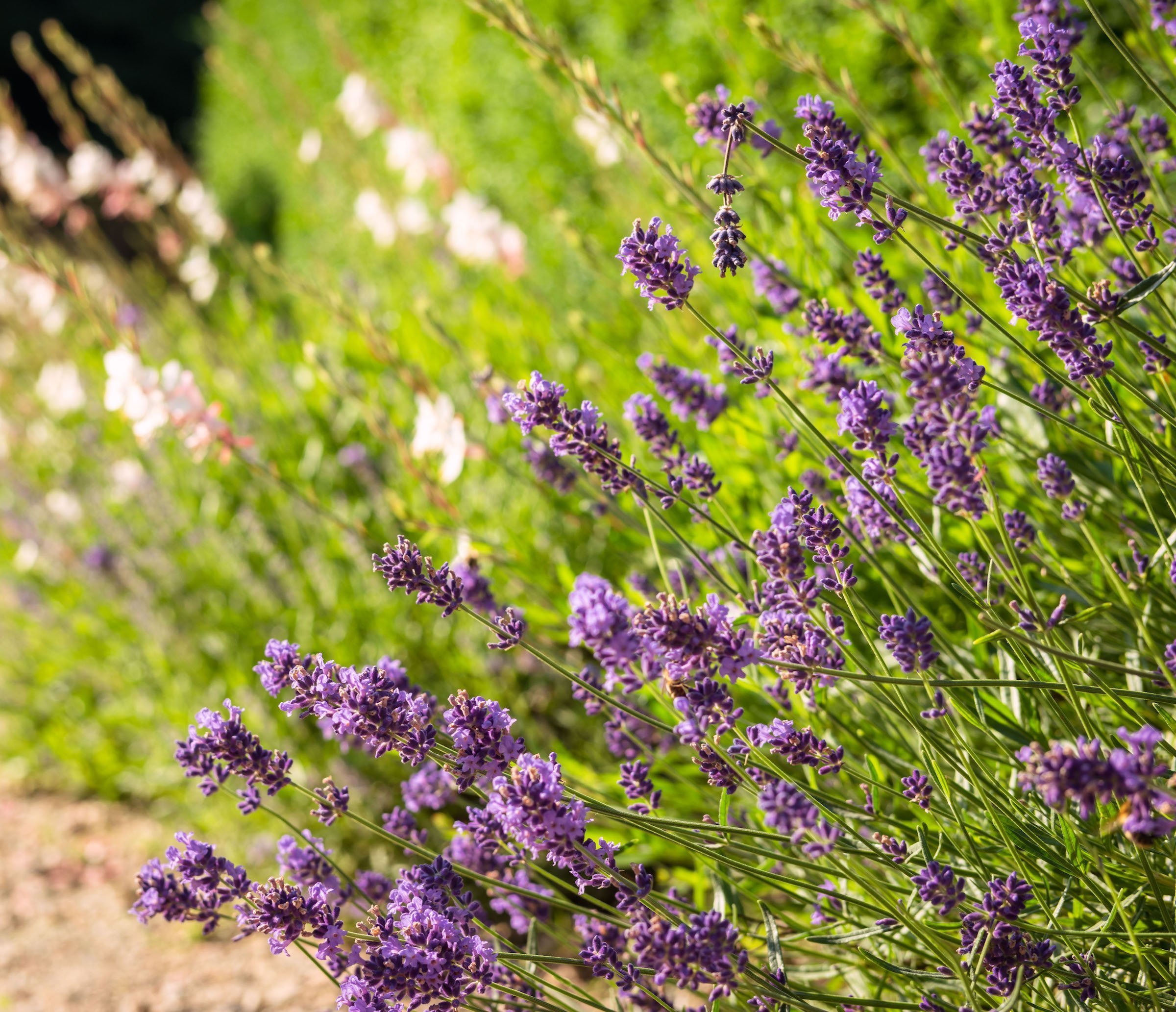 Jak na bylinkovou zahrádku? Klasicky, nebo od lesa?