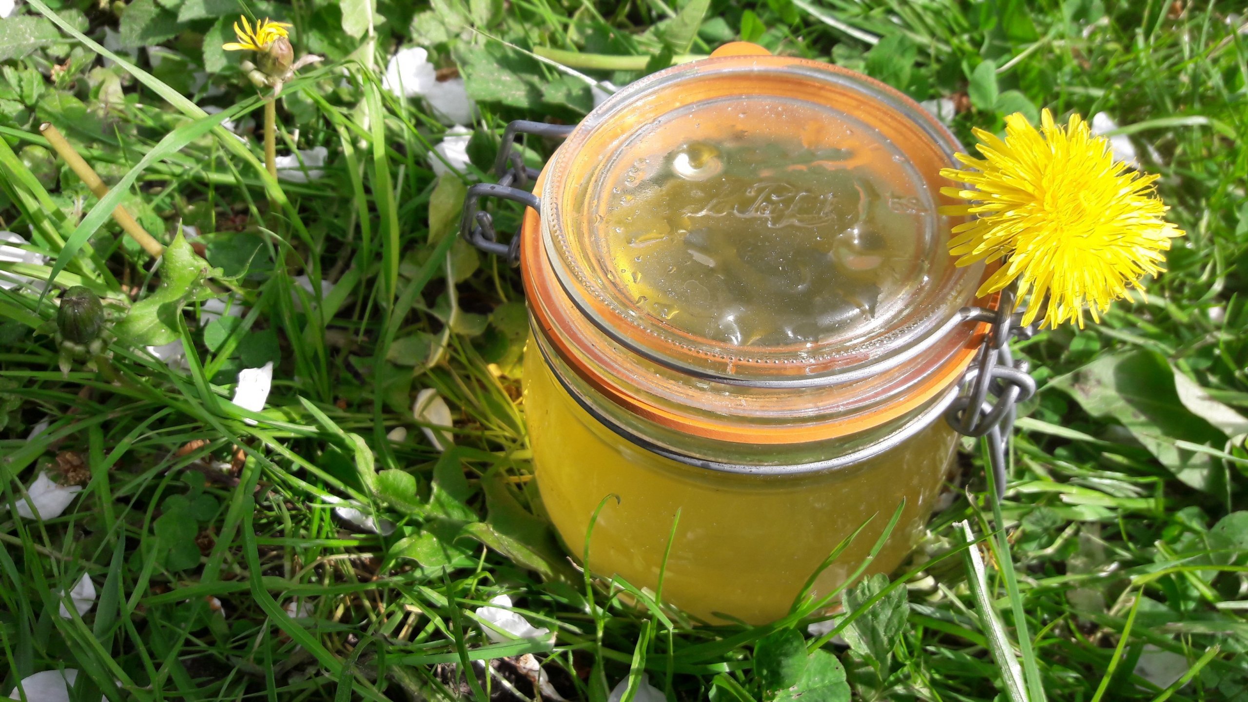 Pampeliškový med neboli zakonzervované jaro