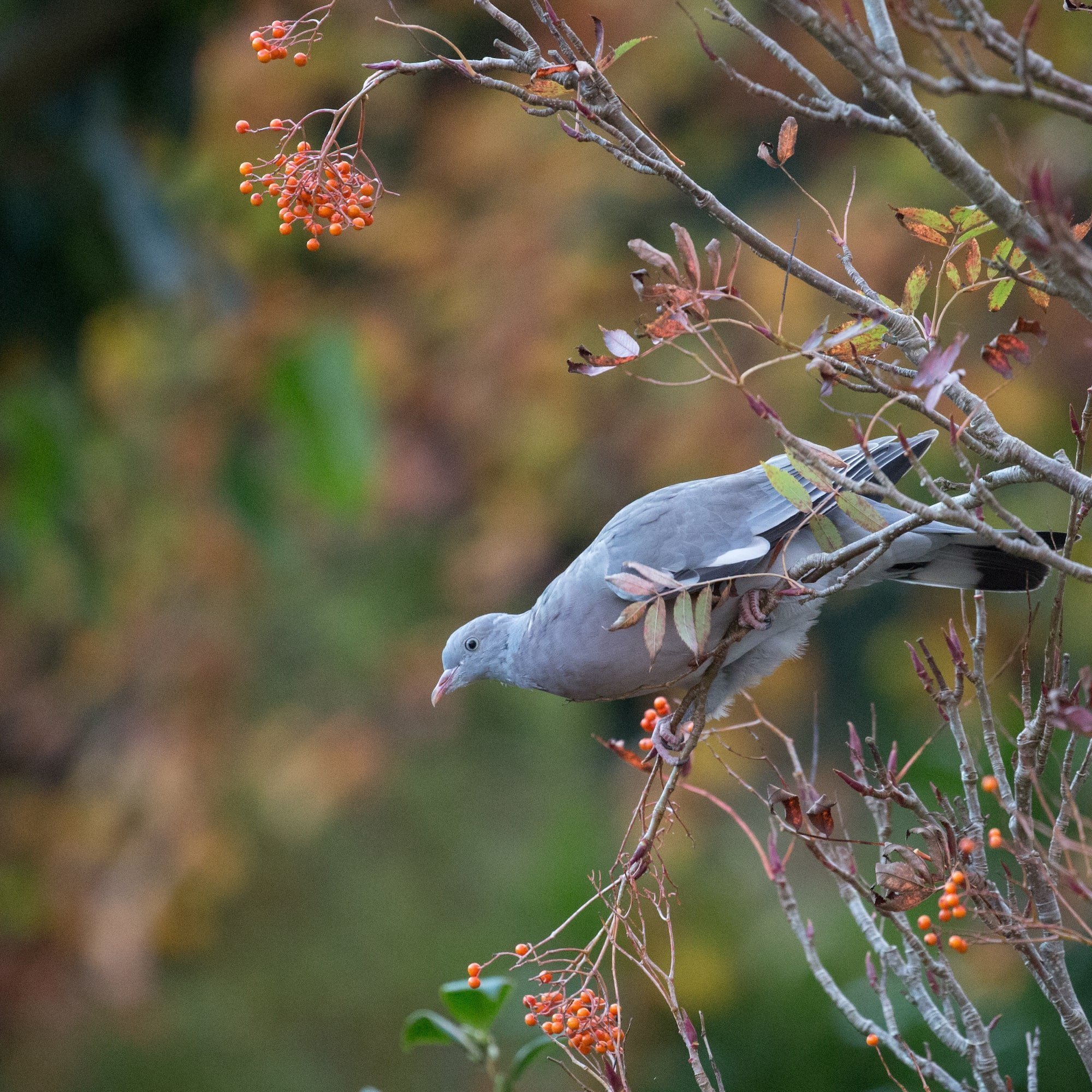 Oceňovaná zahrada hraje všemi odstíny podzimních barev