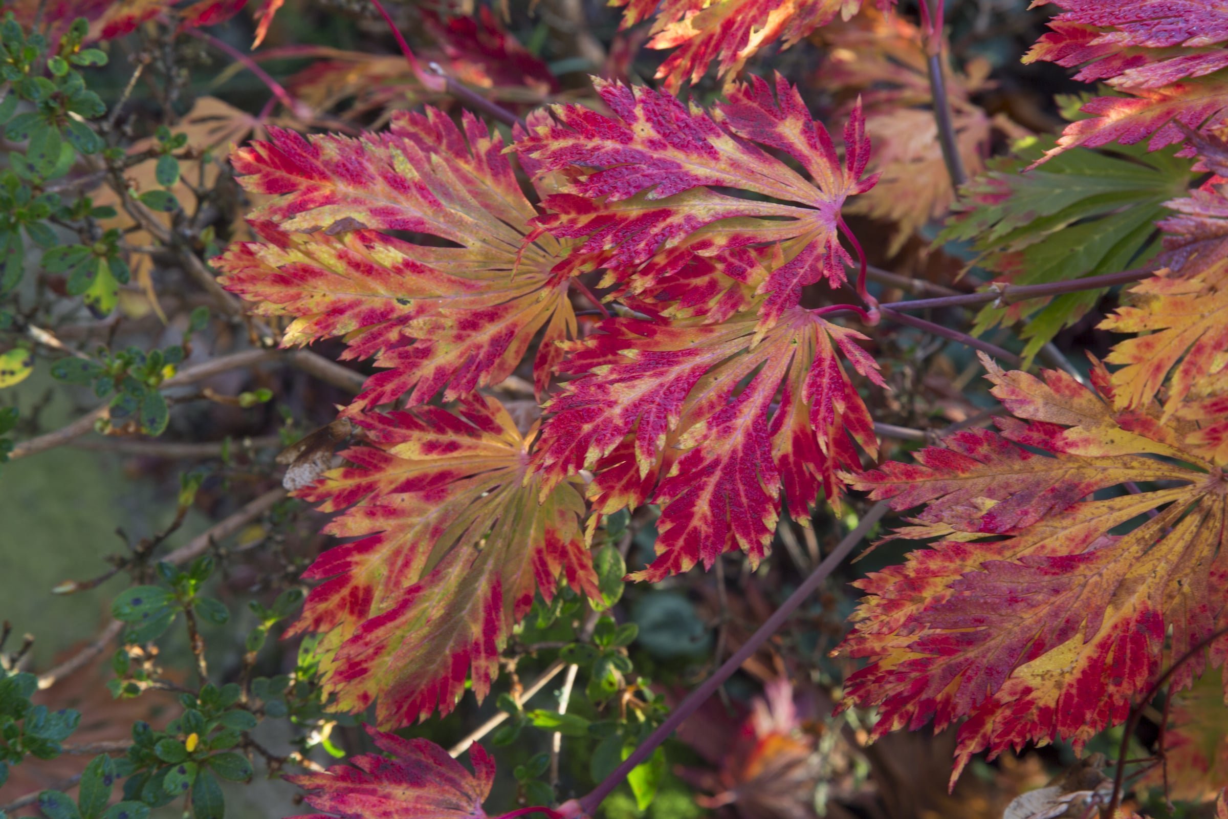 Oceňovaná zahrada hraje všemi odstíny podzimních barev