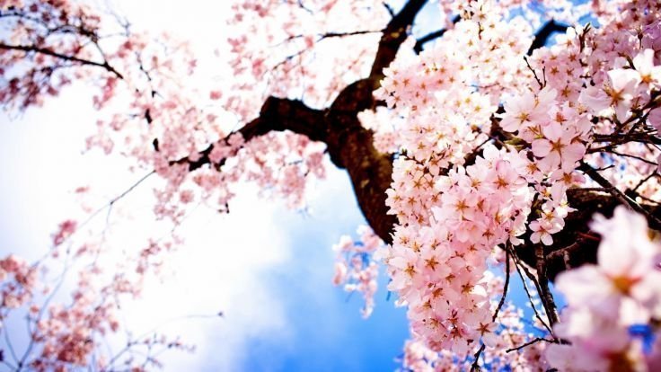 Japonské třešně si lidé zamilovali hlavně pro jejich růžové květy.