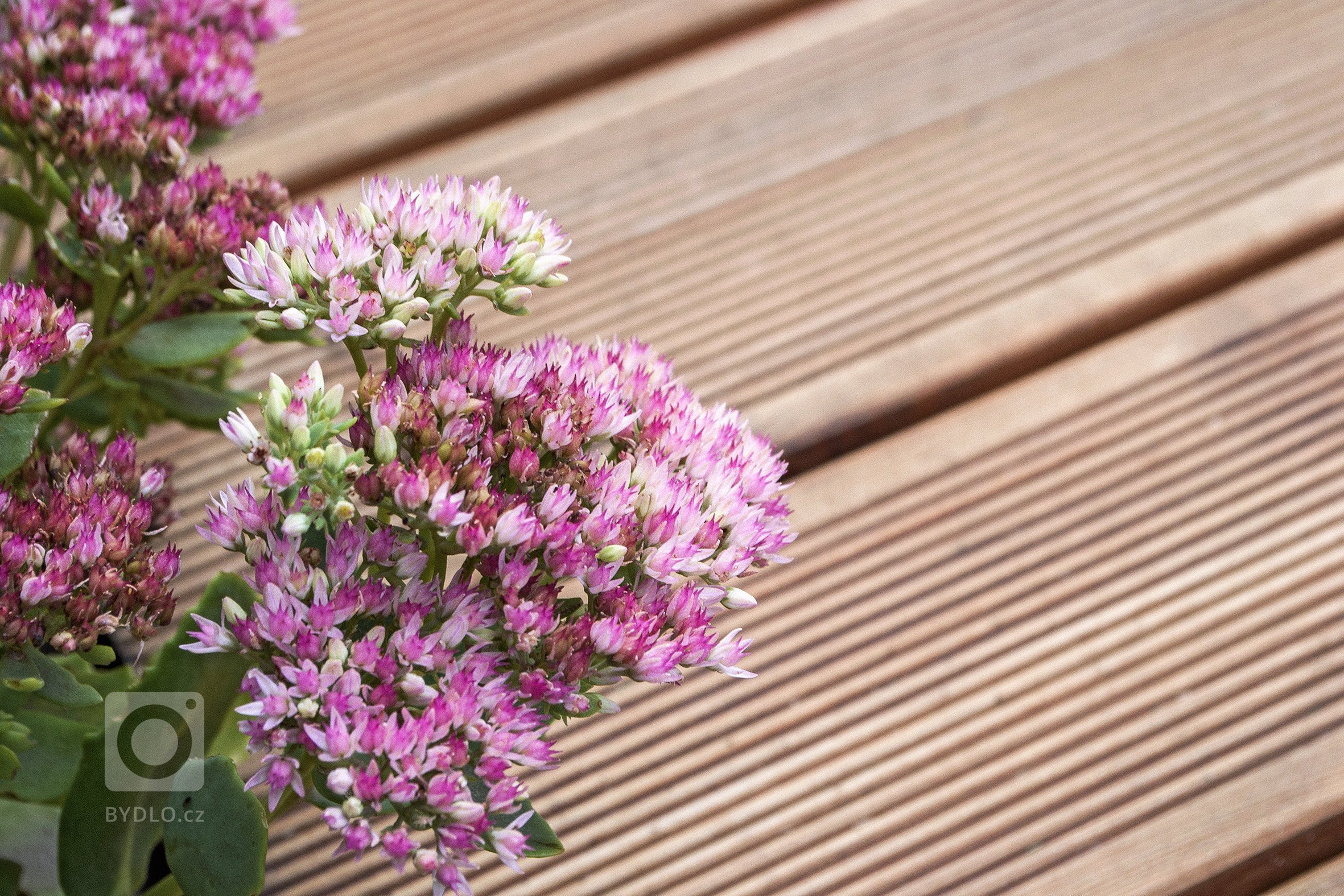 Malý prostor zahrady a její lokalizace mezi bytovou zástavbou má velký vliv na koncept zahrady.&nbsp;Návrh zahrady v Praze&nbsp;je založen na jednoduchých…
