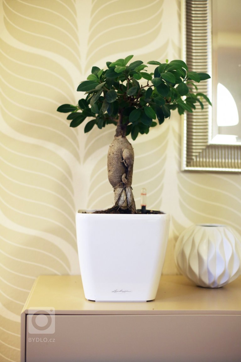 add picture to album