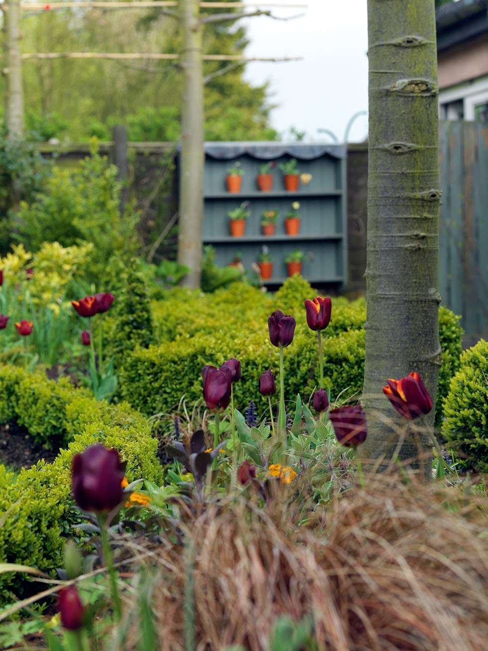 Rudé a zlaté tulipány Abu Hassan lemují cestičku vedoucí k severnímu konci zahrady. Když zestárnou a ztratí barvu, Corrine je jednoduše vymění. Zahrada je tak stále barevná. 