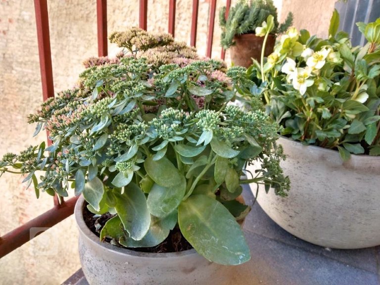 add picture to album