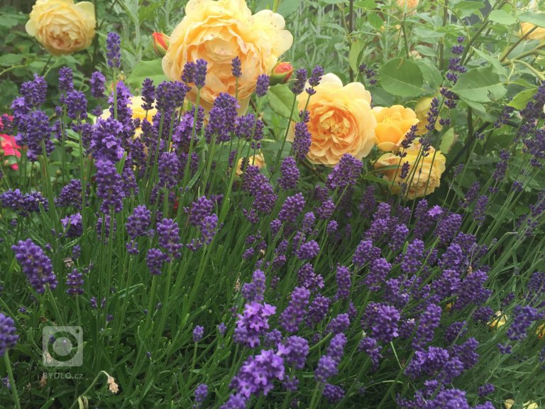 add picture to album