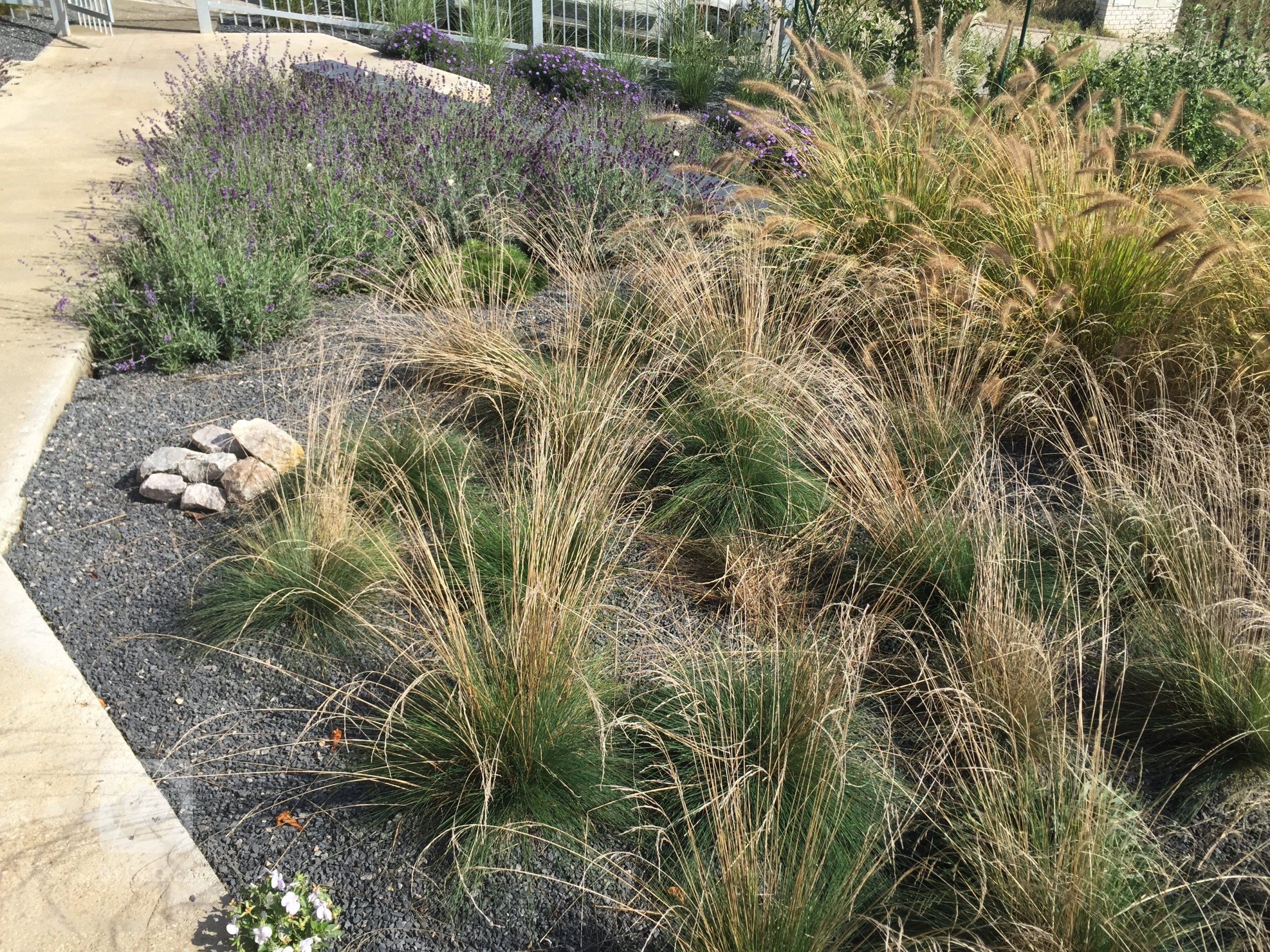 Okrasné traviny jsou stejně jako keře či květiny nezbytnou součástí zahradní kompozice a neměly by tedy chybět v žádné zahradě. Nevyžadují příliš péče a jsou…