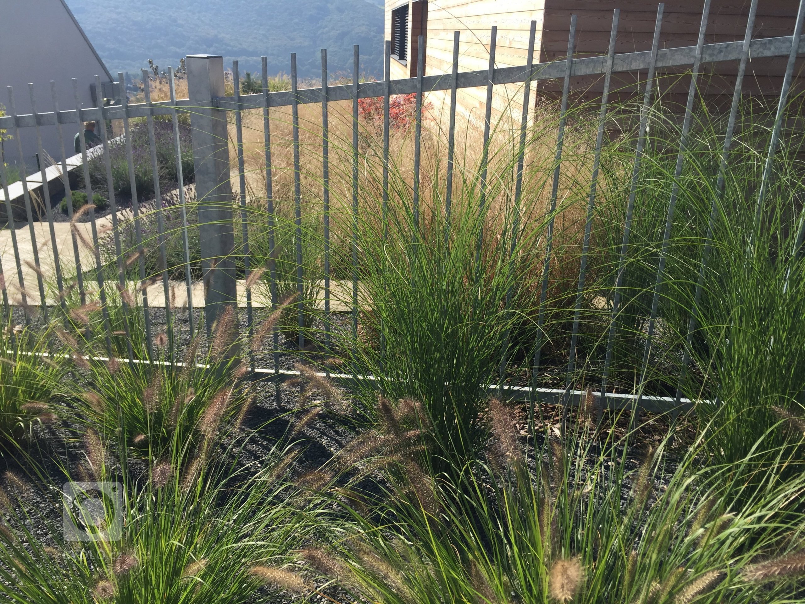 Okrasné traviny jsou stejně jako keře či květiny nezbytnou součástí zahradní kompozice a neměly by tedy chybět v žádné zahradě. Nevyžadují příliš péče a jsou…